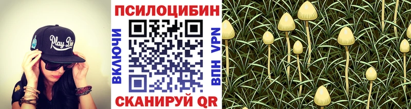 ссылка на мегу зеркало  Кировград  Псилоцибиновые грибы Psilocybe  как найти  